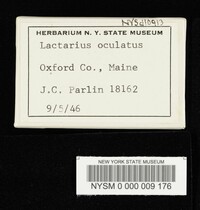 Lactarius oculatus image