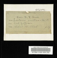 Lactarius serifluus image