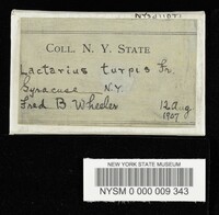 Lactarius turpis image