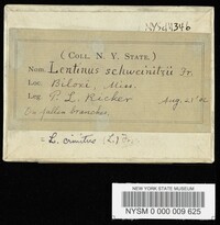 Lentinus schweinitzii image
