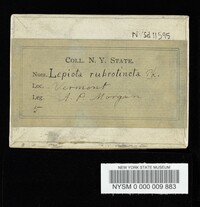 Lepiota rubrotincta image