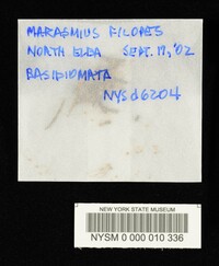 Marasmius filopes image