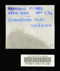 Marasmius filopes image