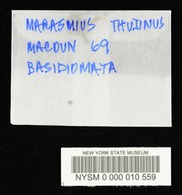 Marasmius thujinus image