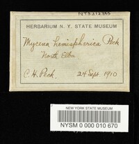 Mycena hemisphaerica image
