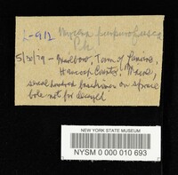 Mycena purpureofusca image