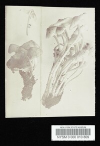 Mycena galericulata image