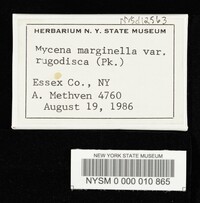 Mycena rugosodisca image