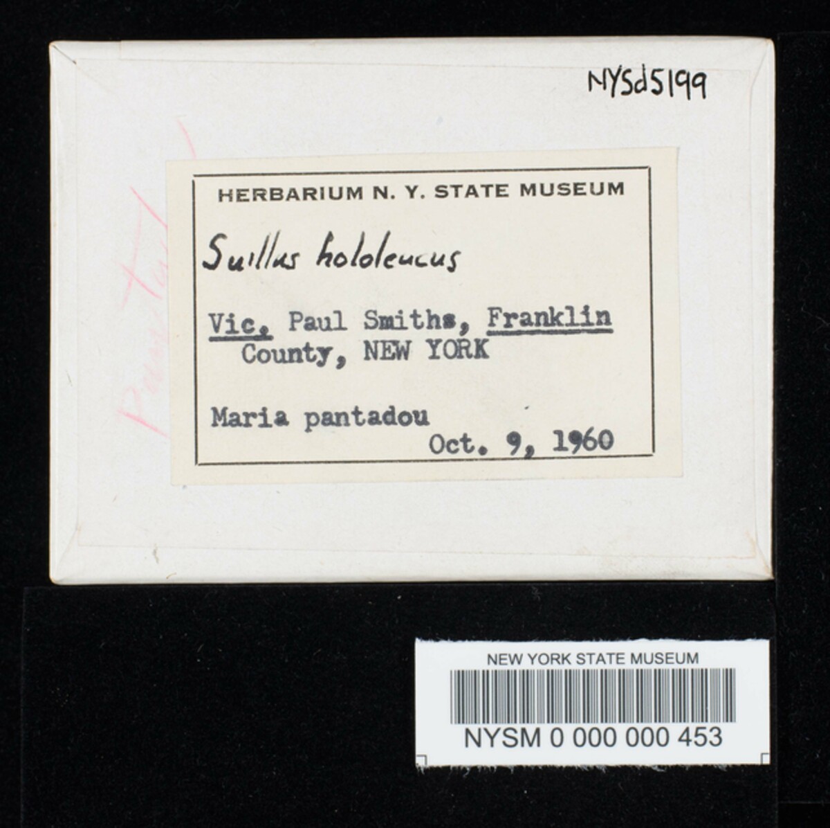 Suillus hololeucus image