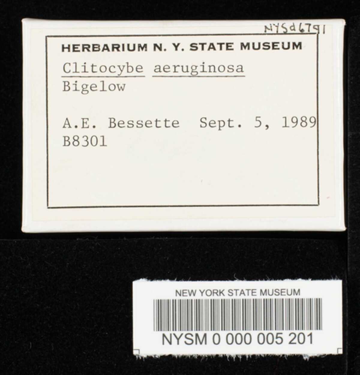 Clitocybe aeruginosa image