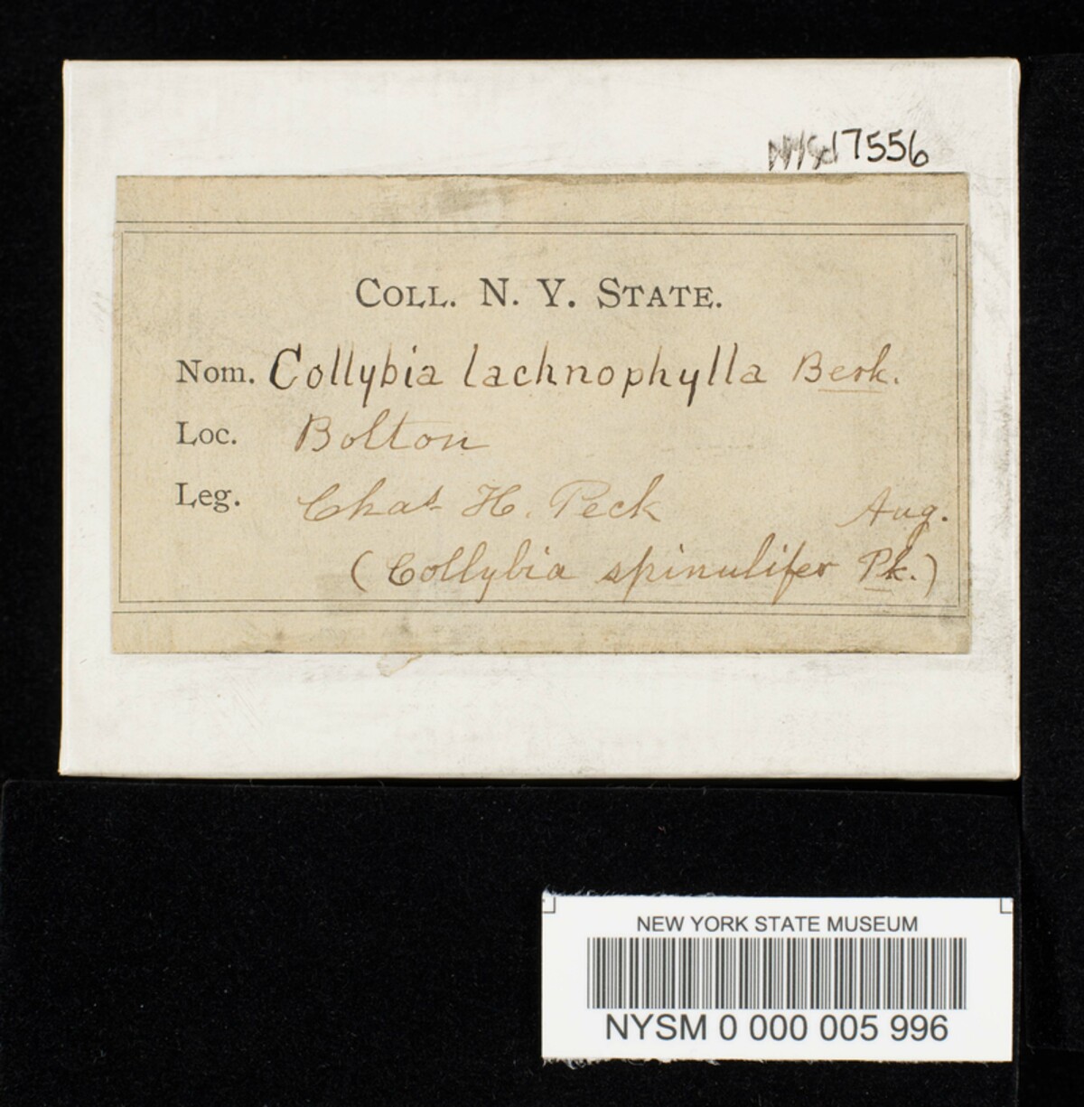 Collybia lachnophylla image