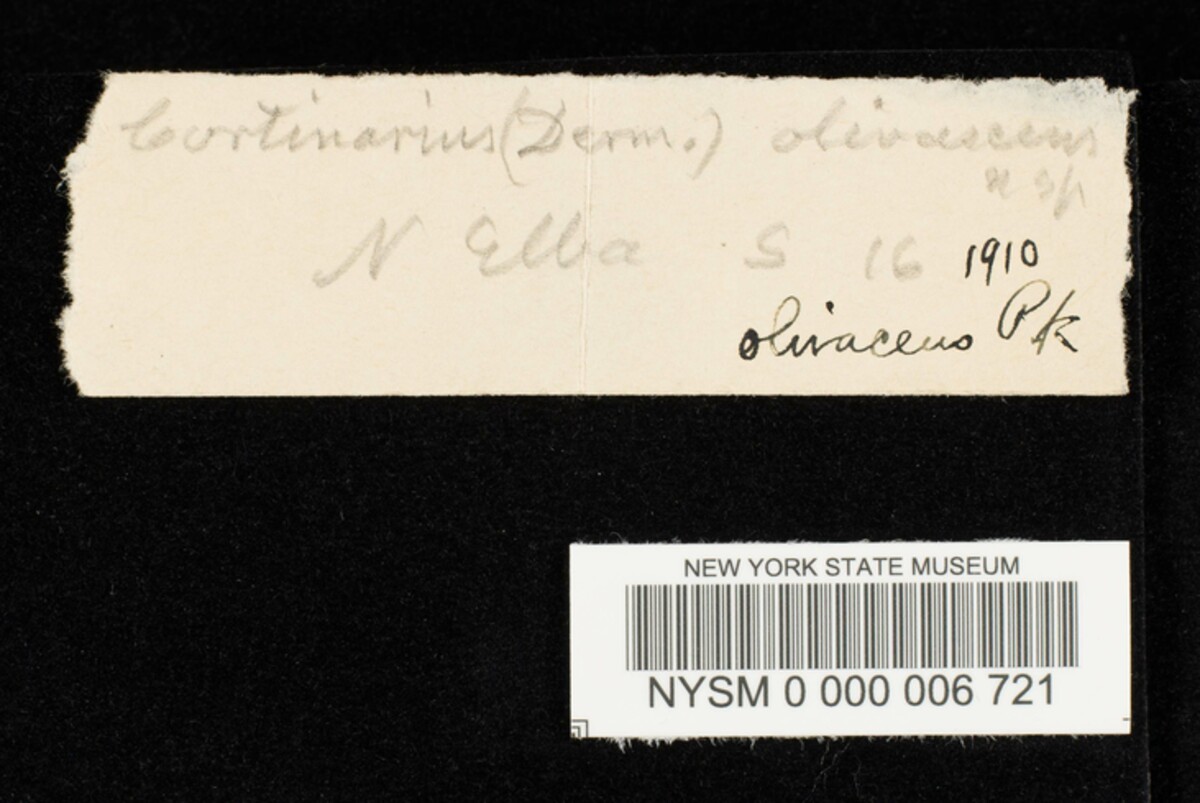 Cortinarius olivaceus image