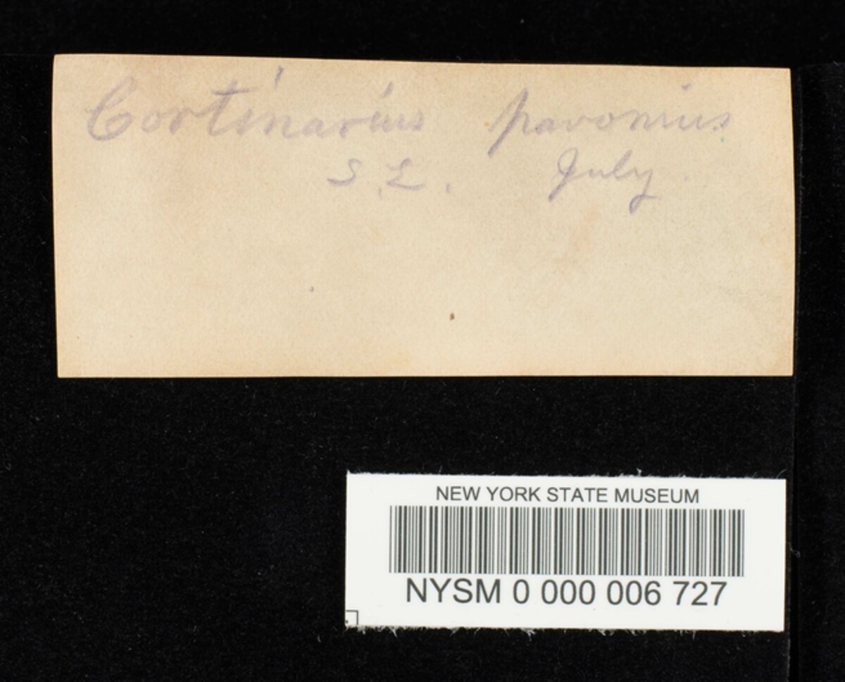 Cortinarius pavonius image