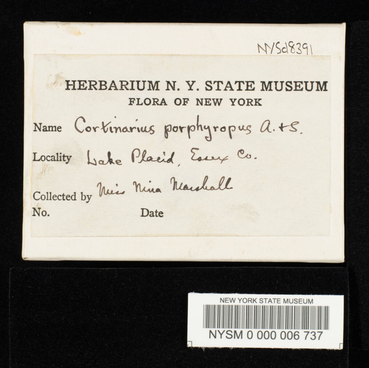 Cortinarius porphyropus image