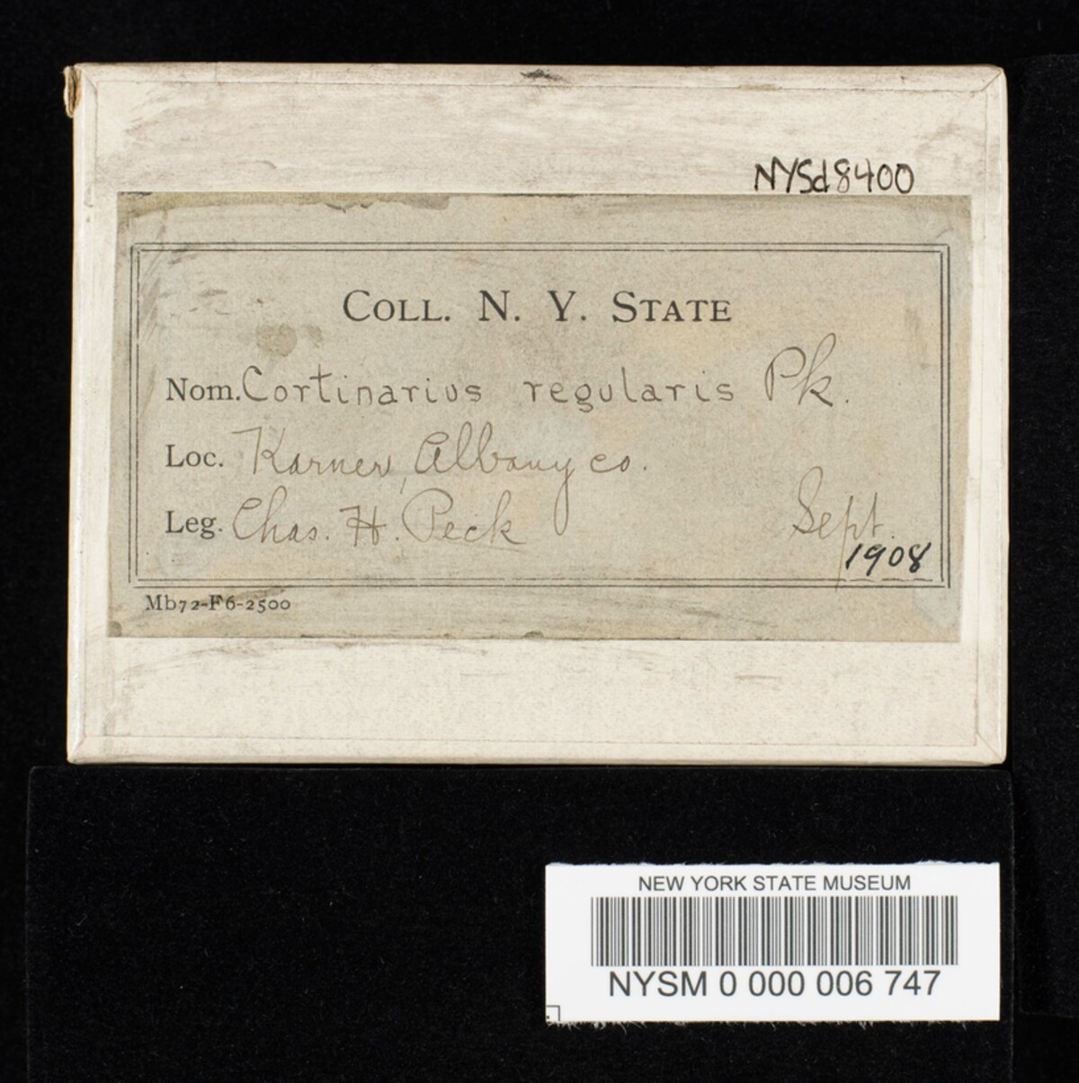 Cortinarius regularis image