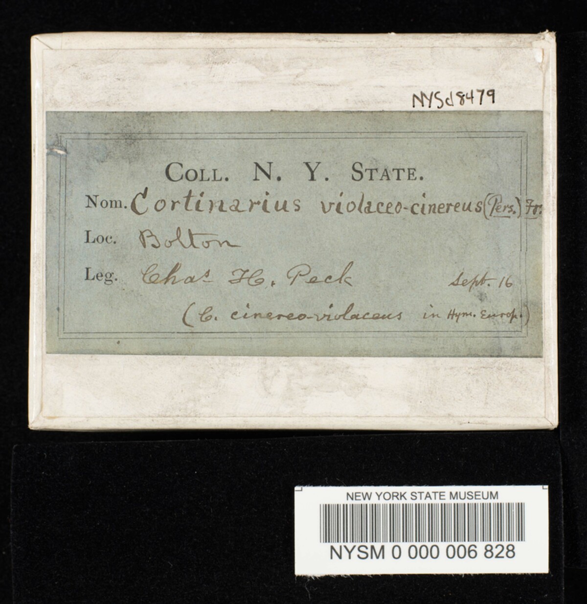Cortinarius violaceocinereus image