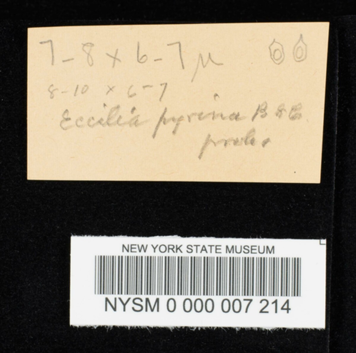 Eccilia pyrina image