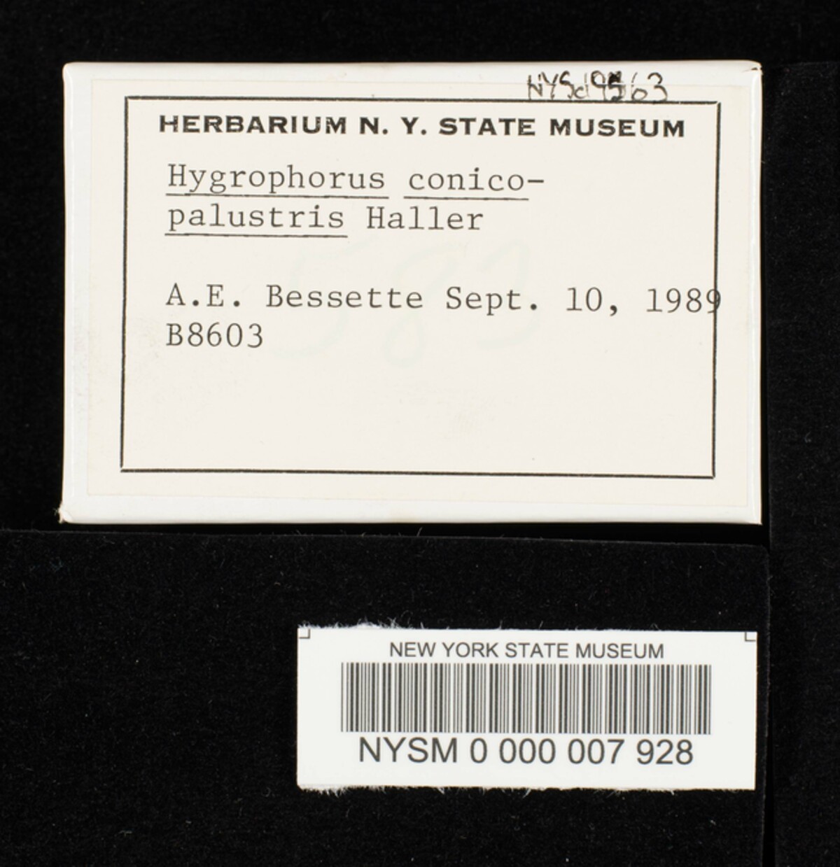 Hygrophorus conicopalustris image