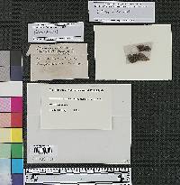 Clasterosporium caespitulosum image