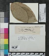 Gloeosporium punctiforme image
