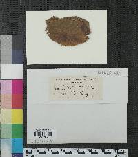 Gloeosporium ribicola image