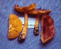 Tricholoma frondosae image