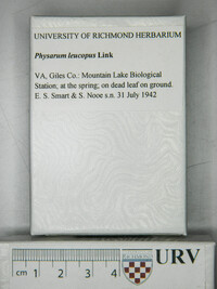 Physarum leucopus image
