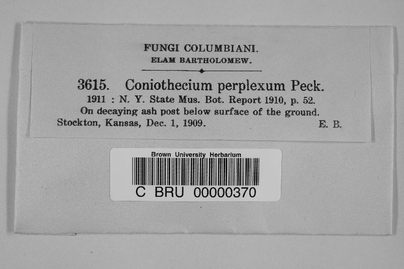 Coniothecium perplexum image