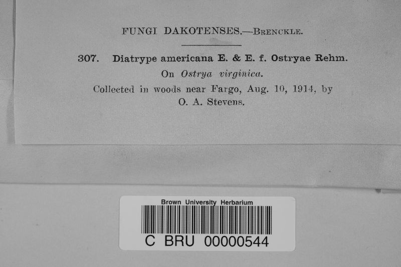 Diatrype americana f. ostryae image