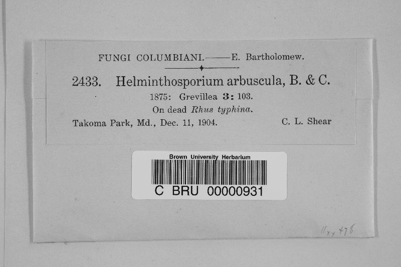 Dendryphiopsis arbuscula image