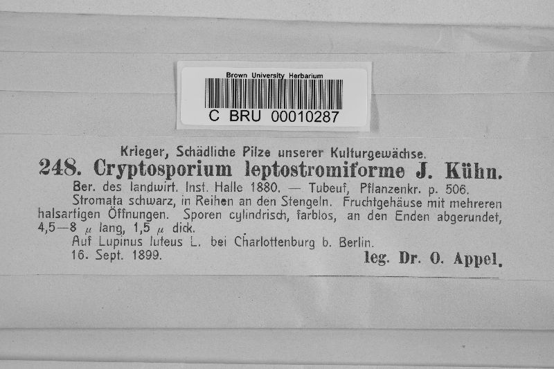 Cryptosporium leptostromiforme image