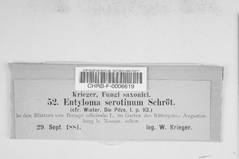 Entyloma serotinum image