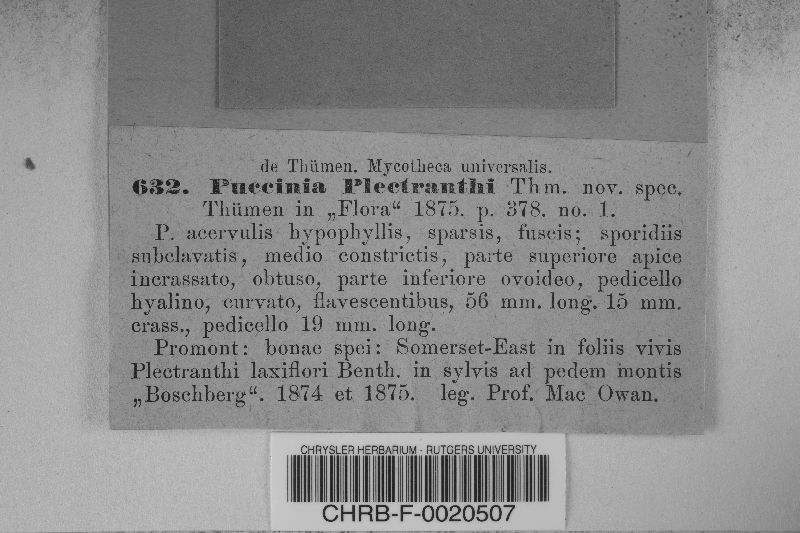 Puccinia plectranthi image