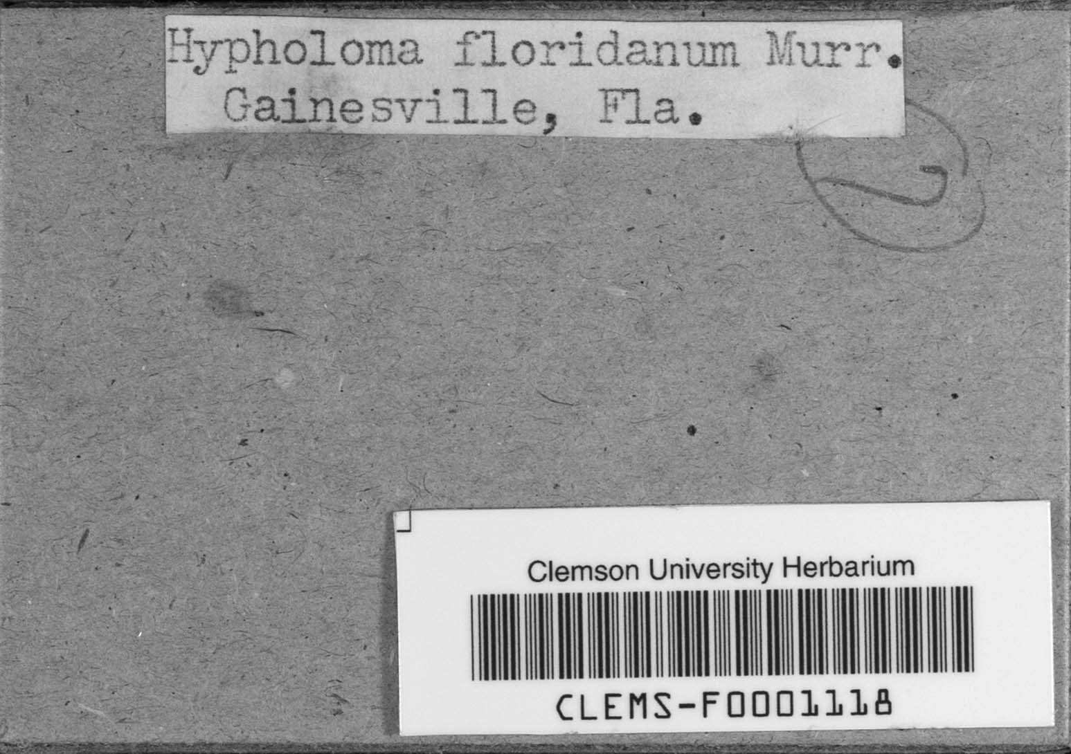Hypholoma floridanum image