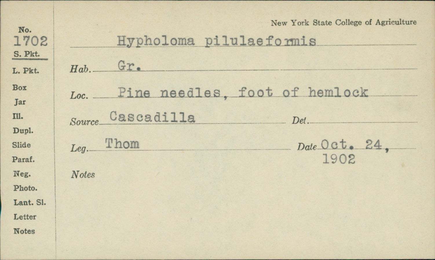 Hypholoma pilulaeforme image