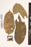 Physalospora andirae image
