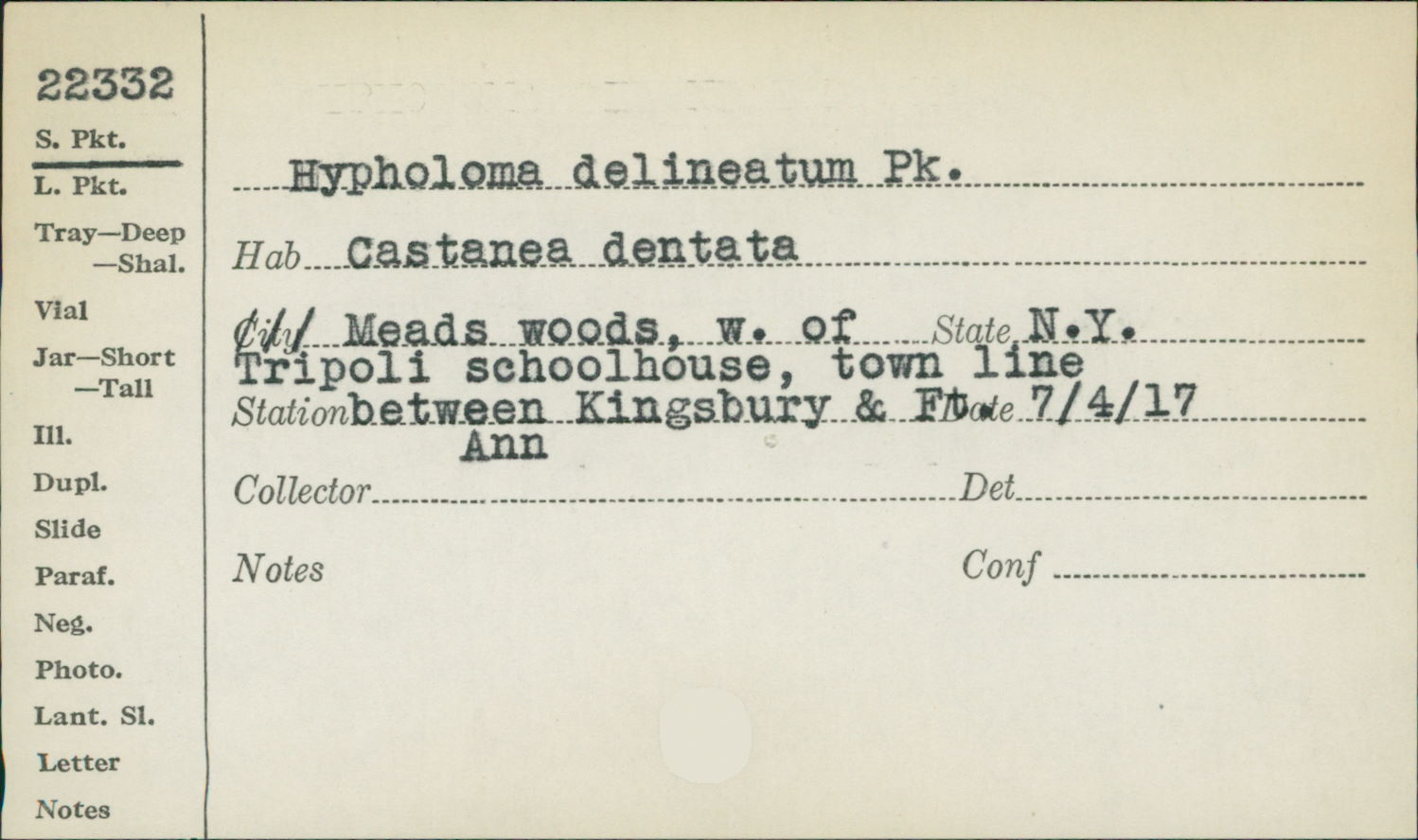 Hypholoma delineatum image