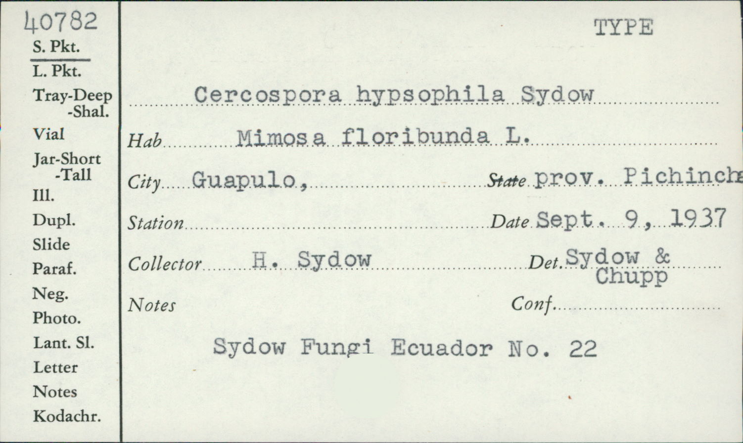 Cercospora hypsophila image