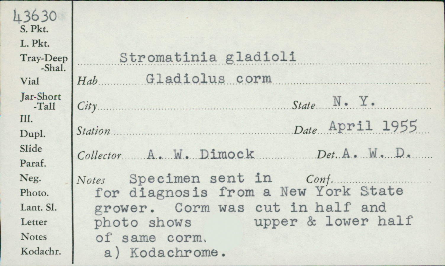 Stromatinia gladioli image