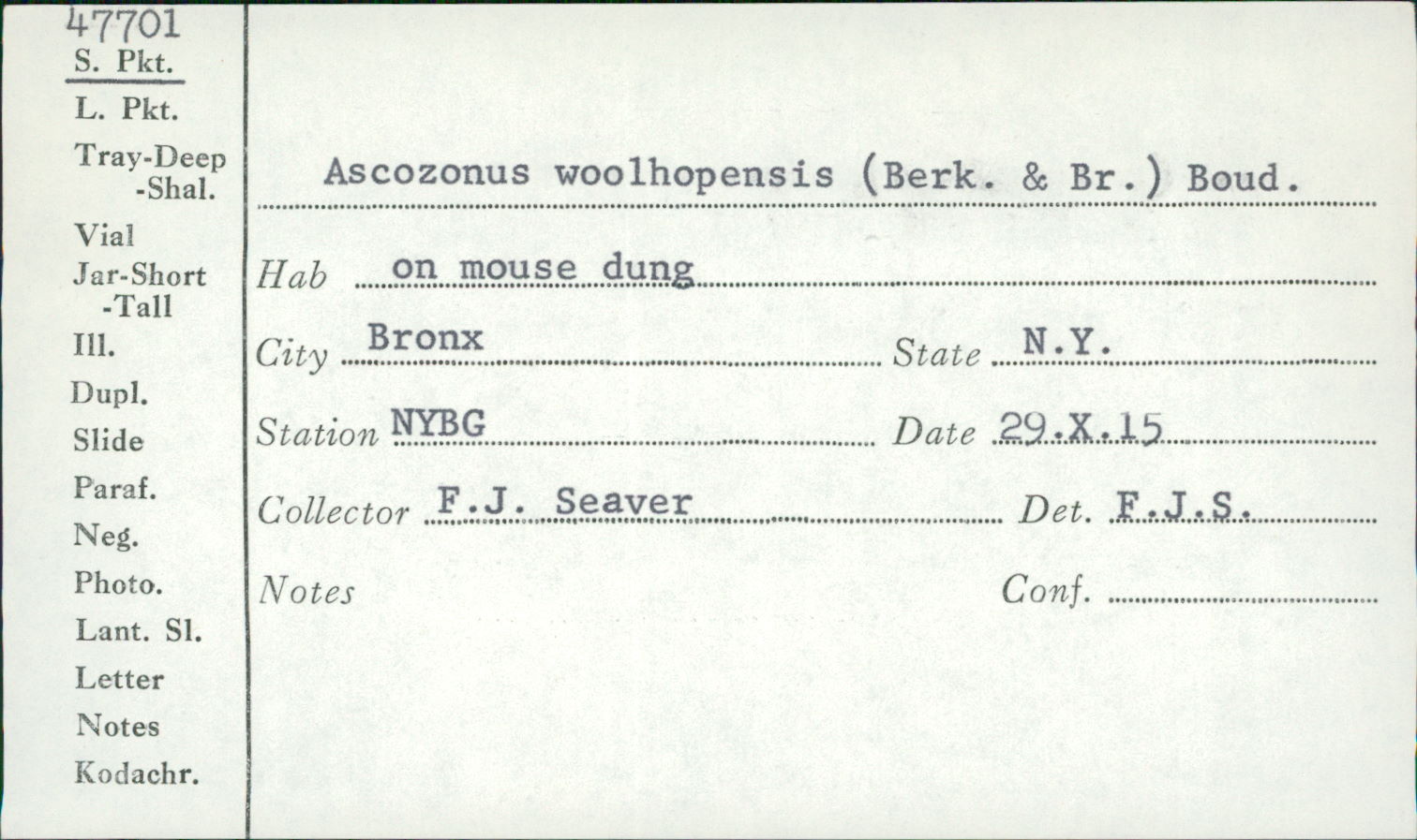 Ascozonus woolhopensis image