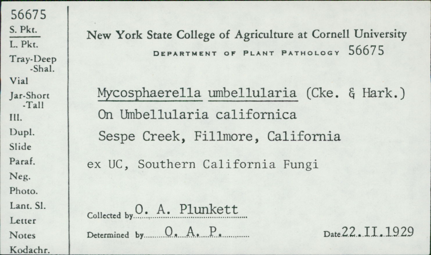 Mycosphaerella umbellulariae image