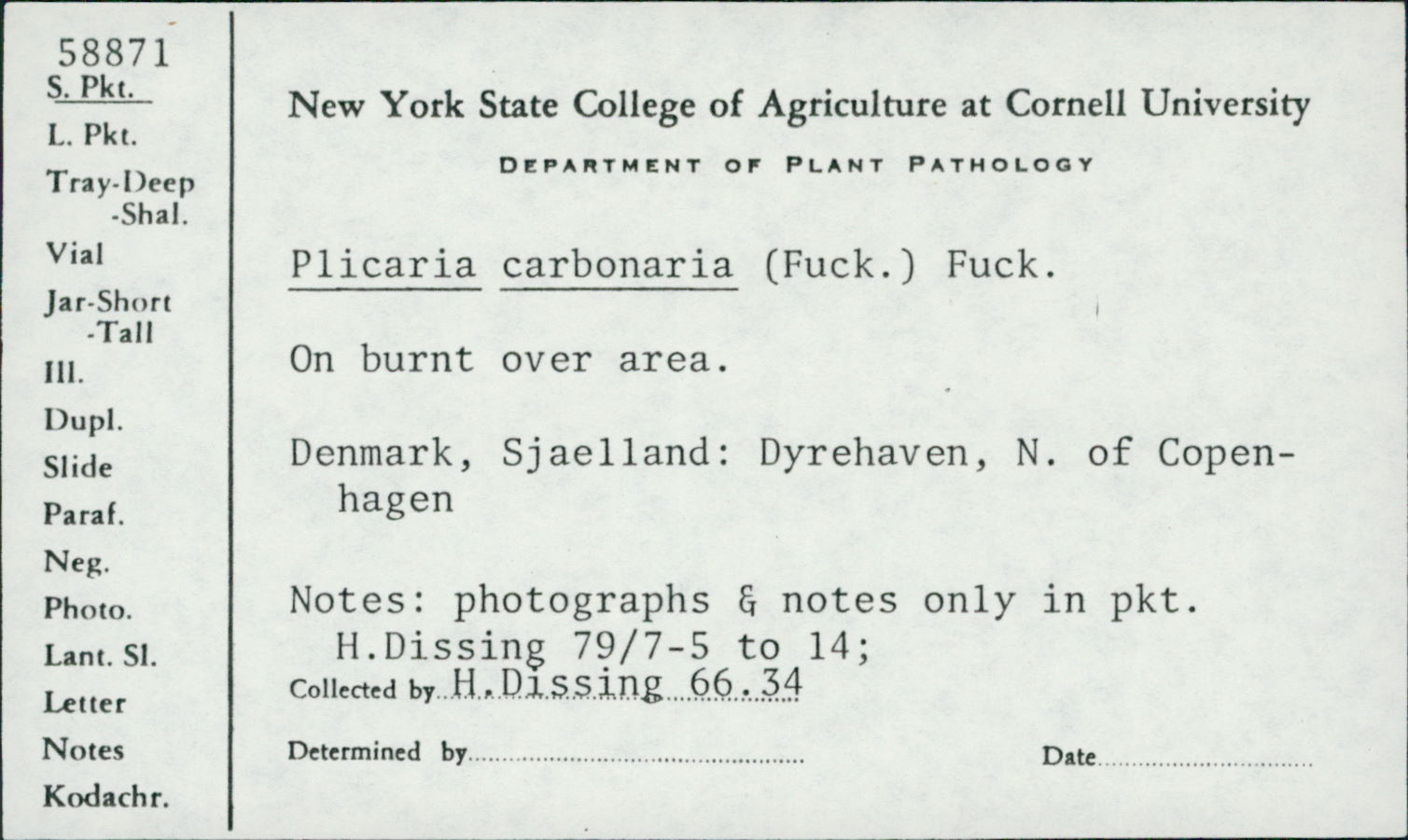 Plicaria carbonaria image