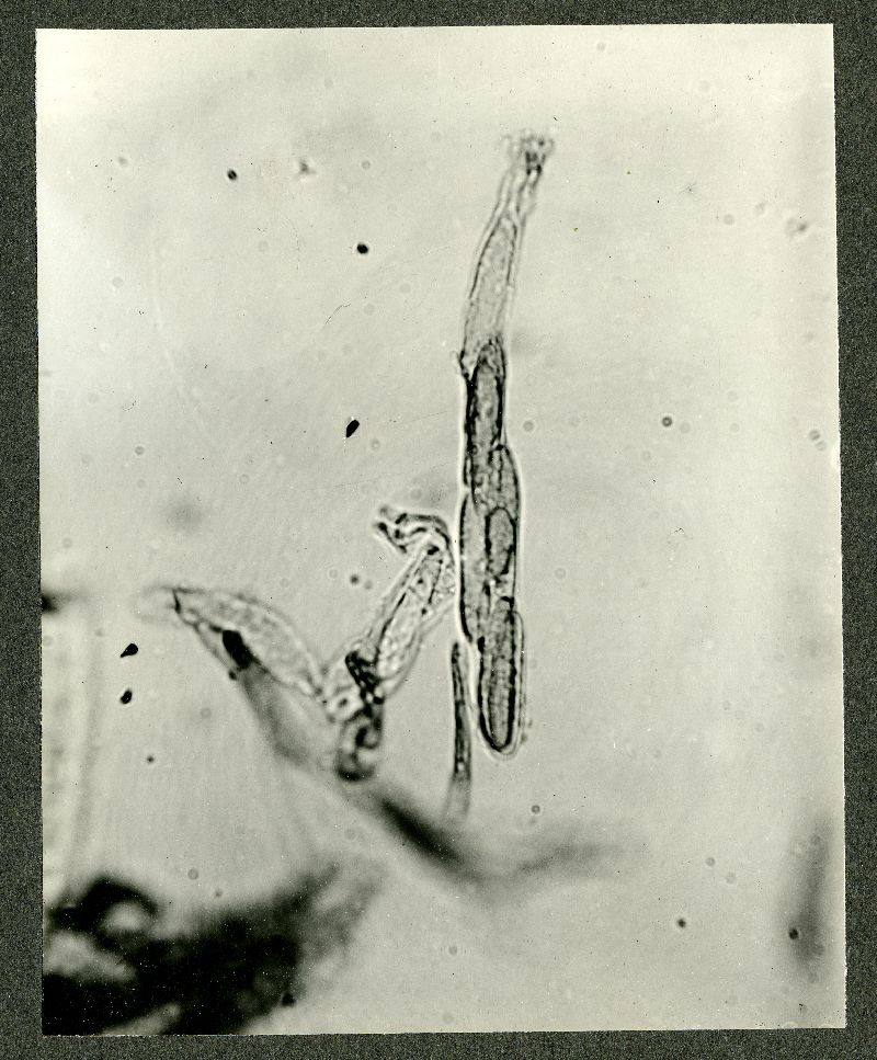 Septonema dendriticum image