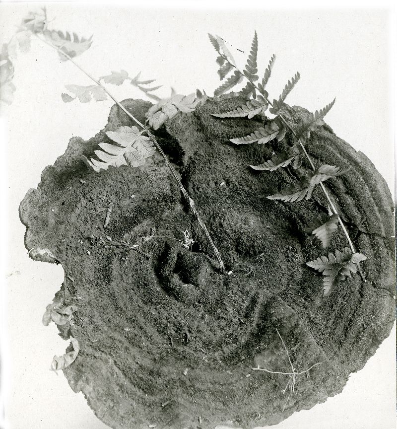Polyporus hispidoides image