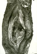 Phellinus igniarius image