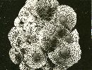 Leucocoprinus badhamii image