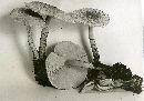 Lepiota clypeolaria image