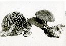 Pholiota tuberculosa image