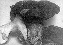 Boletus pinicola image