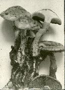 Hebeloma radicosum image